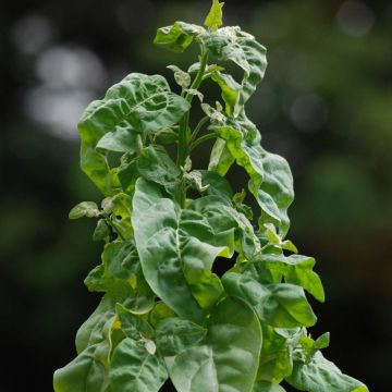 Garten-Melde Verte Bio - Atriplex hortensis