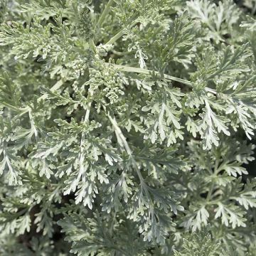 Strauch-Beifuß Powis Castle - Artemisia arborescens