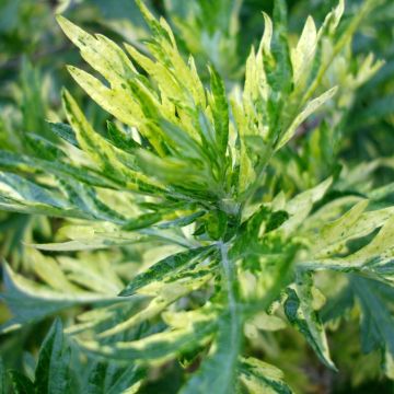 Gemeiner Beifuß Oriental Limelight - Artemisia vulgaris