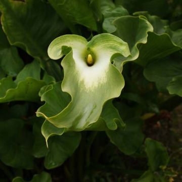 Zantedeschia aethiopica Green Goddess - Zimmercalla