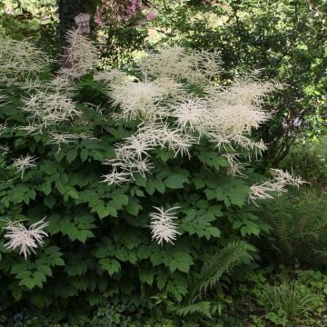 Aruncus dioïcus sylvestris - Wald-Geissbart