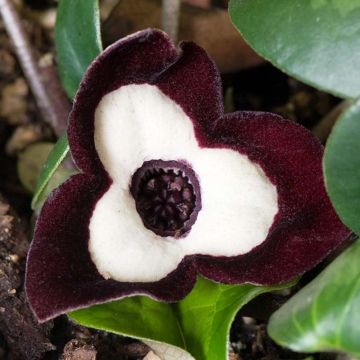 Asarum maximum Ling Ling - Chinesische Haselwurz