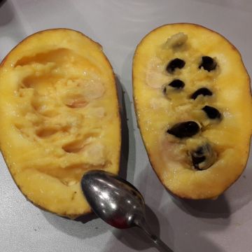 Papau Mango - Asimina triloba