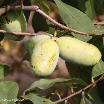 Papau Sunflower - Asimina triloba