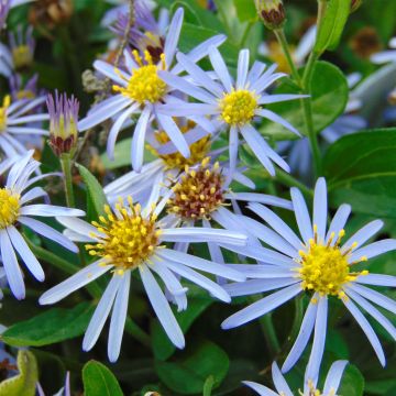 Aster ageratoides Adustus Nanus - Ageratum-ähnliche Aster