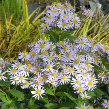 Aster ageratoides Asran - Ageratum-ähnliche Aster