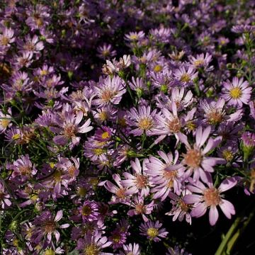 Aster ericoides Blue Wonder - Myrten Aster