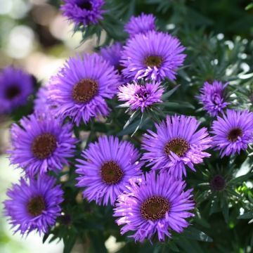 Aster novae-angliae Purple Dome - Neuenglische Aster