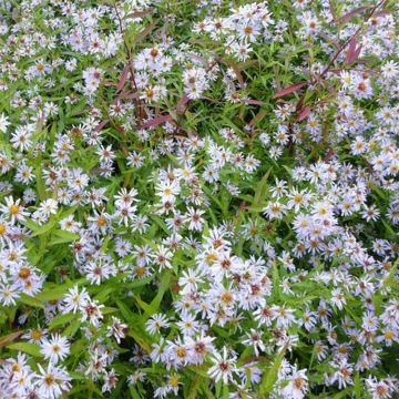 Aster versicolor Altweibersommer - Gescheckte Aster