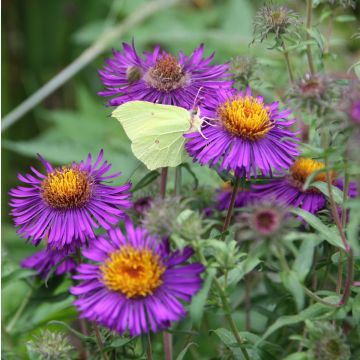 Aster novae-angliae Violetta - Neuenglische Aster