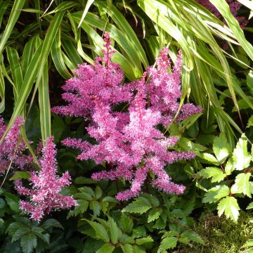 Astilbe Younique Ruby Red - Prachtspiere