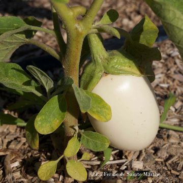 Aubergine Blanche Ronde A Oeuf Bio