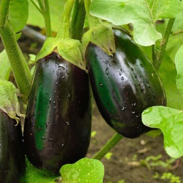 Aubergine Bonica F1