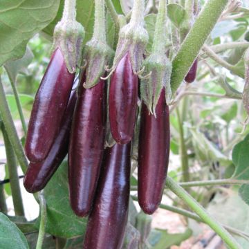 Aubergine Little Fingers AB Bio