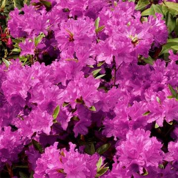 Japanische Azalee Purple Splendor - Azalea