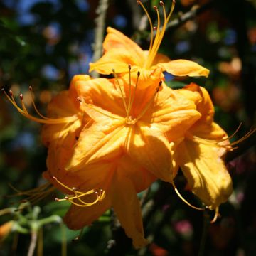 Sommergrüne Azalee Klondyke - Azalea mollis