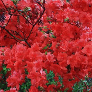 Japanische Azalee Stewartstonian - Azalea