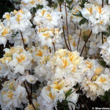 Sommergrüne Azalee Mount Rainier - Azalea