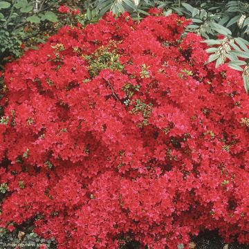 Japanische Azalee Hino-Crimson - Azalea