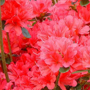 Japanische Azalee Moederdag - Azalea