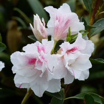 Japanische Azalee White Prince - Azalea