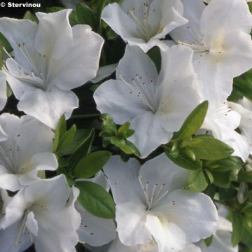 Japanische Azalee Eucharis - Azalea