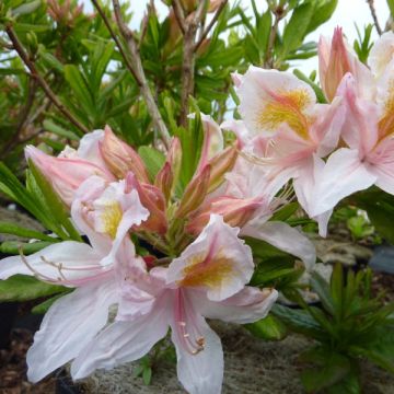 Sommergrüne Azalee Irene Koster - Azalea x occidentale im 4L./5L. Topf.