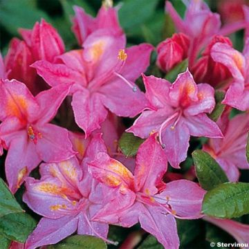 Azalée de Chine Jolie Madame - Rhododendron hybride