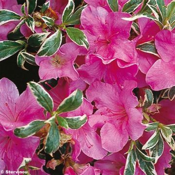 Japanische Azalee Silver Queen - Azalea