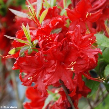 Sommergrüne Azalee Wallowa Red - Azalea