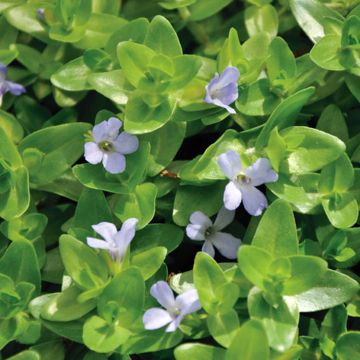 Bacopa caroliniana - Großes Fettblatt