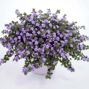 Schneeflockenblume Scopia Double Lavender - Bacopa