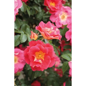 Rosa Climbing Max Bajazzo - Moderne Hybrid-Rose