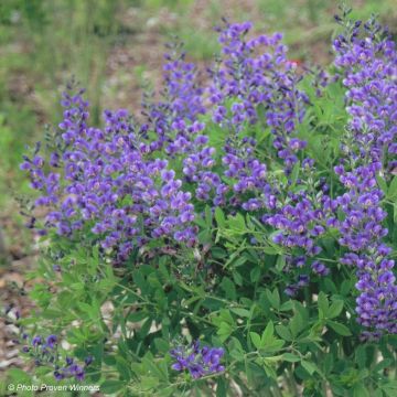 Baptisia Decadence Blueberry Sundae - Indigolupine