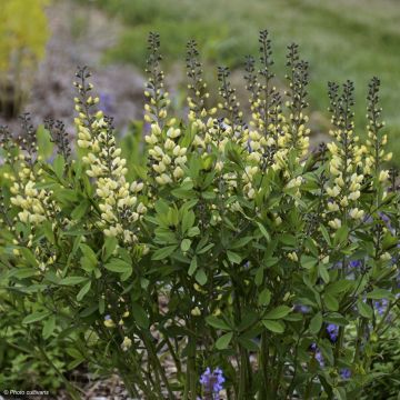 Baptisia Decadence Vanilla Cream - Indigolupine