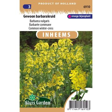 Gemeines Barbarakraut - Barbarea vulgaris