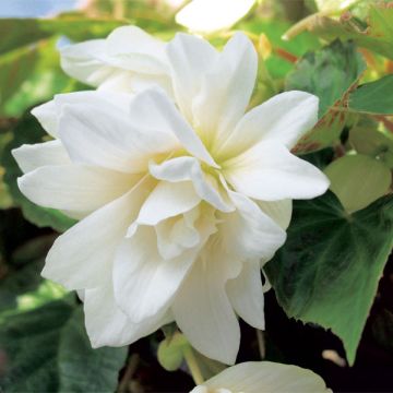 Begonie Belleconia Snow - Begonia