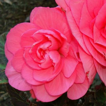 Begonie Rose - Begonia grandiflora