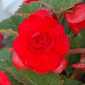 Begonie Red - Begonia grandiflora