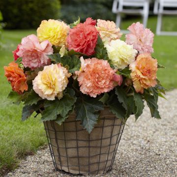 Begonie Pastel Mix - Begonia multiflora