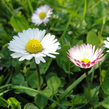 Bellis perennis (Samen) - Gänseblümchen