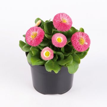 Bellis perennis Bellastar Compact Rose - Gänseblümchen