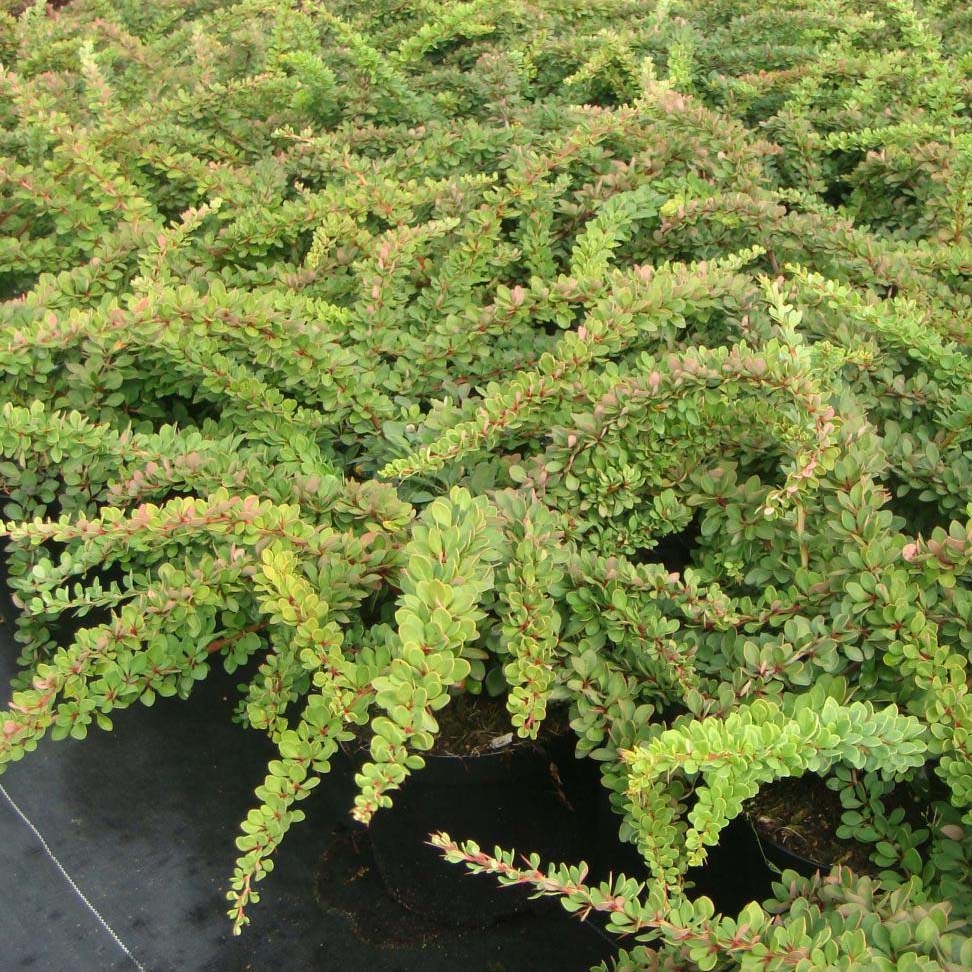 Berberis thunbergii Green Carpet