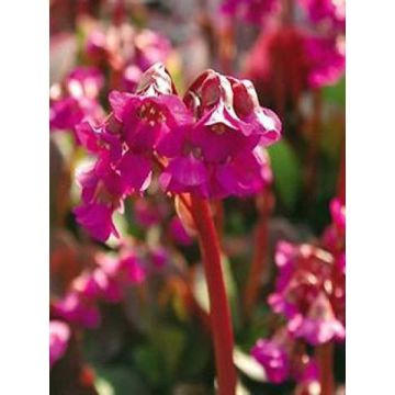 Bergenia cordifolia Eroïca - Bergenie