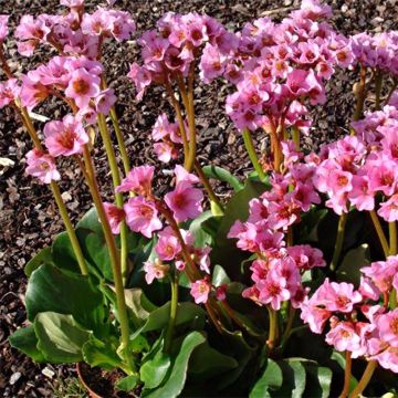 Bergenia Rosenkristall - Bergenie