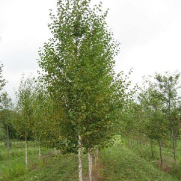 Betula nigra Heritage - Schwarz-Birke