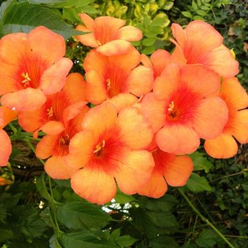 Campsis radicans Indian summer - Amerikanische Klettertrompete