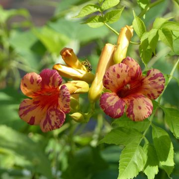 Campsis tagliabuana Orangeade - Große Klettertrompete