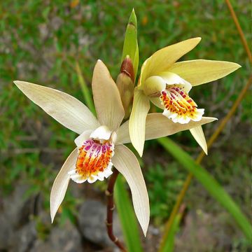 Bletilla ochracea - Gelbe Japanorchidee