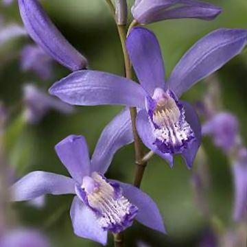 Bletilla striata Blue - Japanorchidee